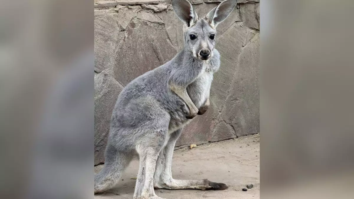 В Алматинском зоопарке родились три кенгуренка