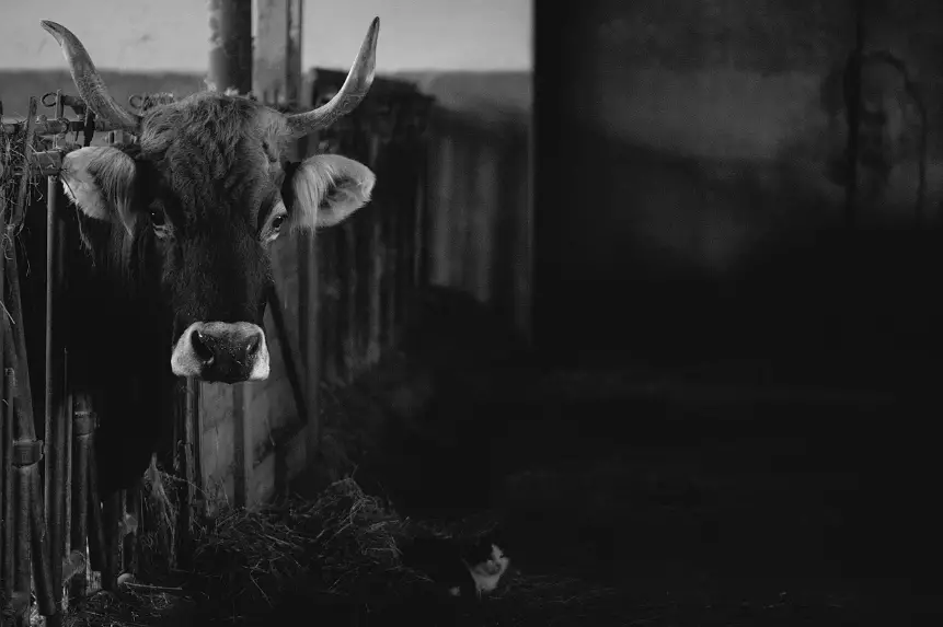 Атырау облысында ірі қарадан індет шықты