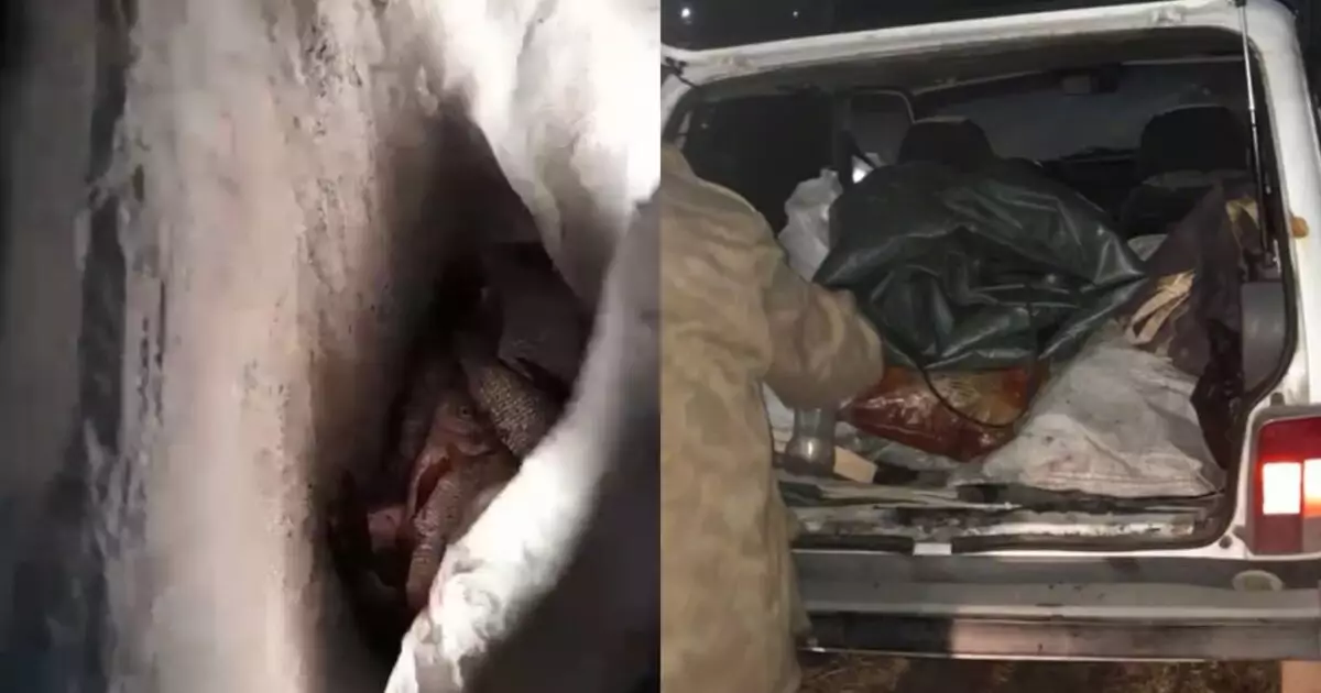  Павлодар облысында 15 келі балықты заңсыз аулаған тұрғын ұсталды 