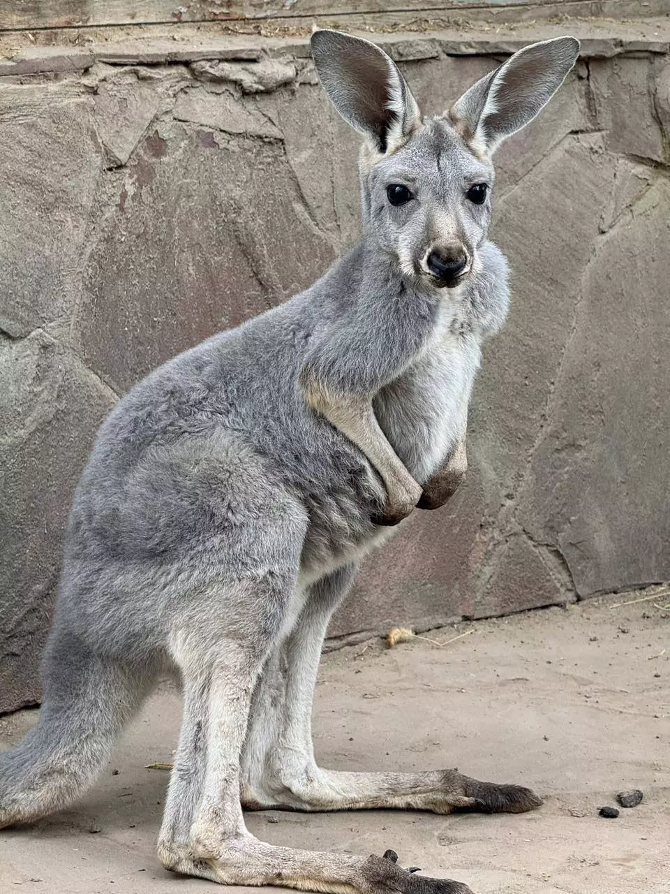 В Алматинском зоопарке родились три кенгуренка