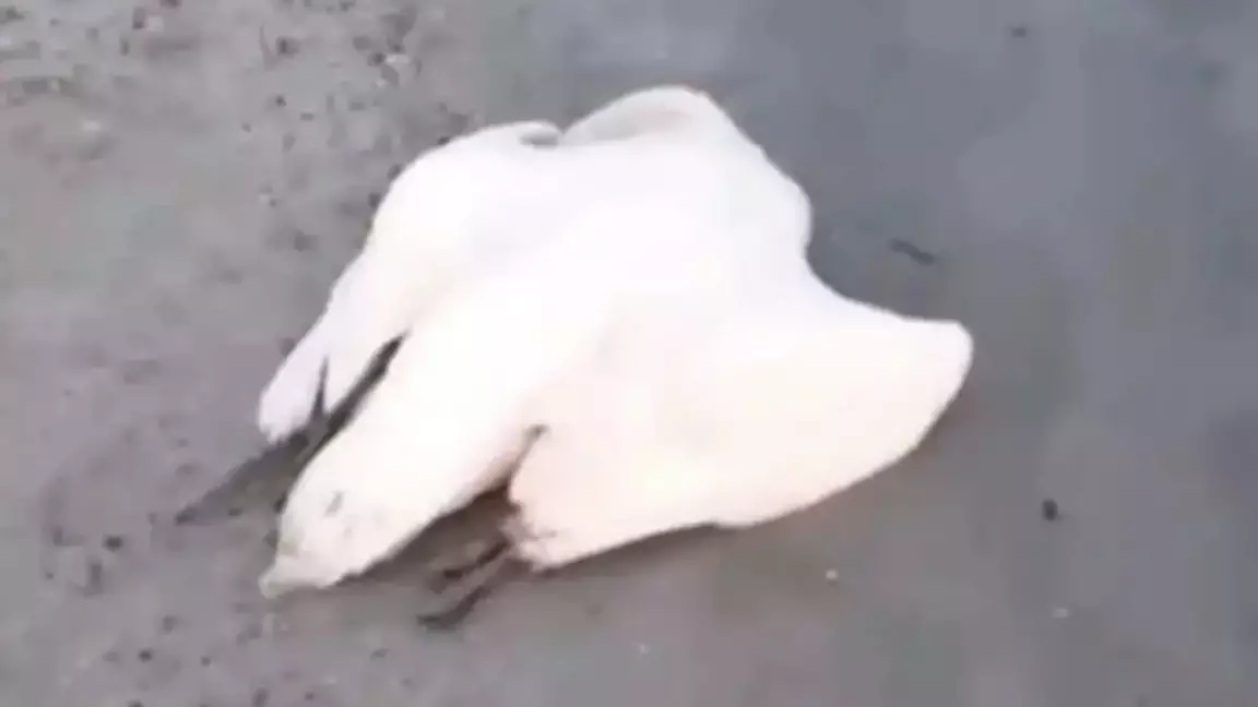 Каспий жағалауынан тағы да аққулардың өлексесі табылды