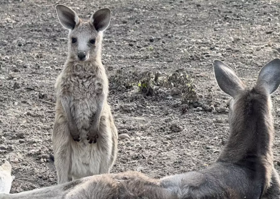 “Бэби бум“: Алматы хайуанаттар бағында кенгурудың үш төлі дүниеге келді