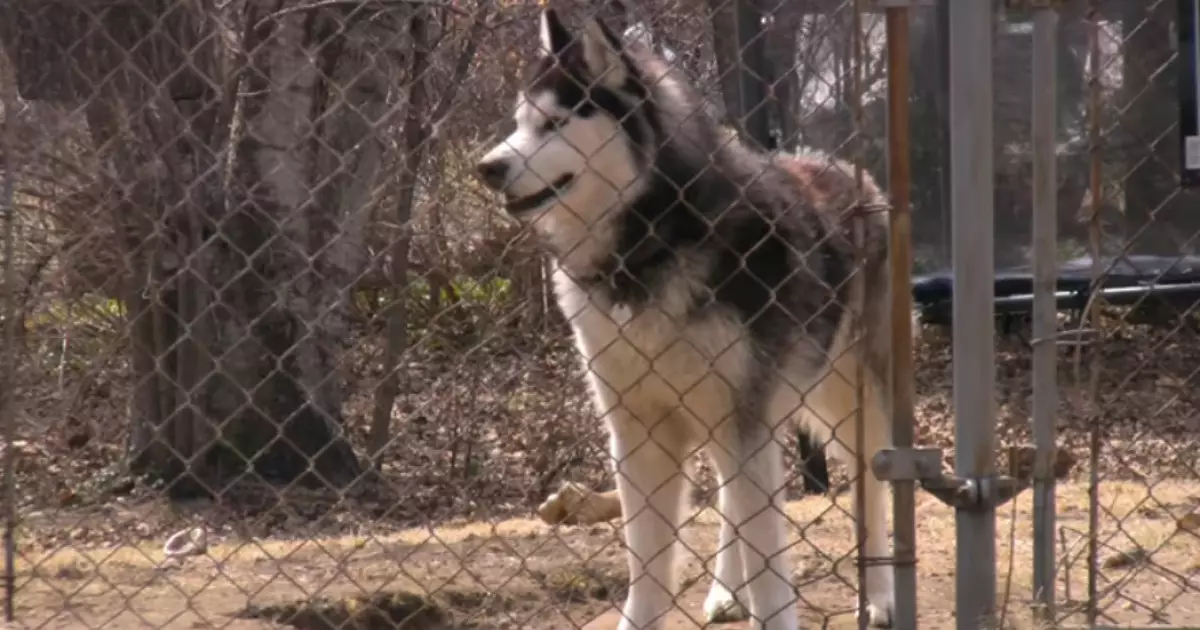  Семейде 9 жастағы қызды қаңғыбас иттер талап тастаған 