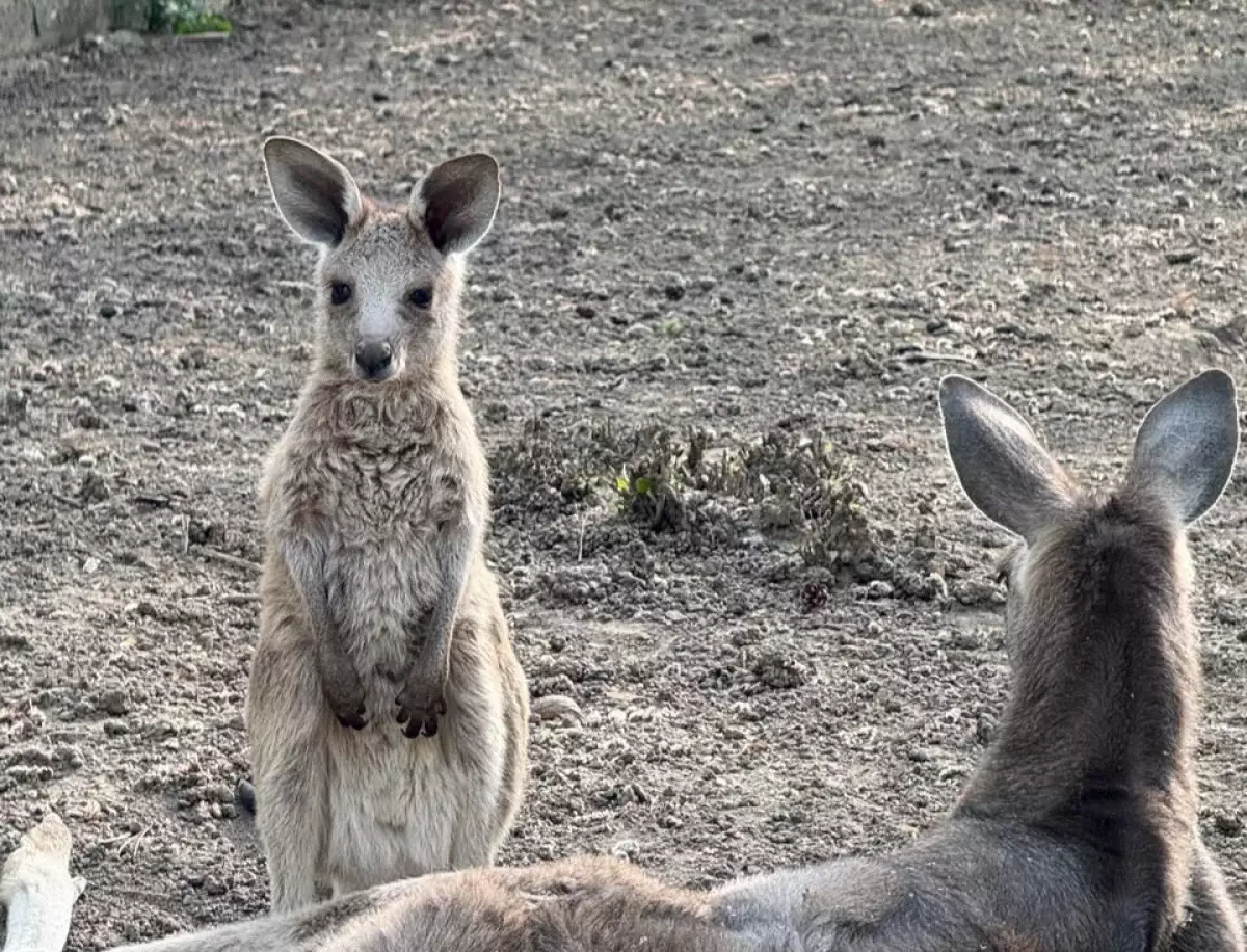 Алматы хайуанаттар бағында үш кенгуру төлі дүниеге келді