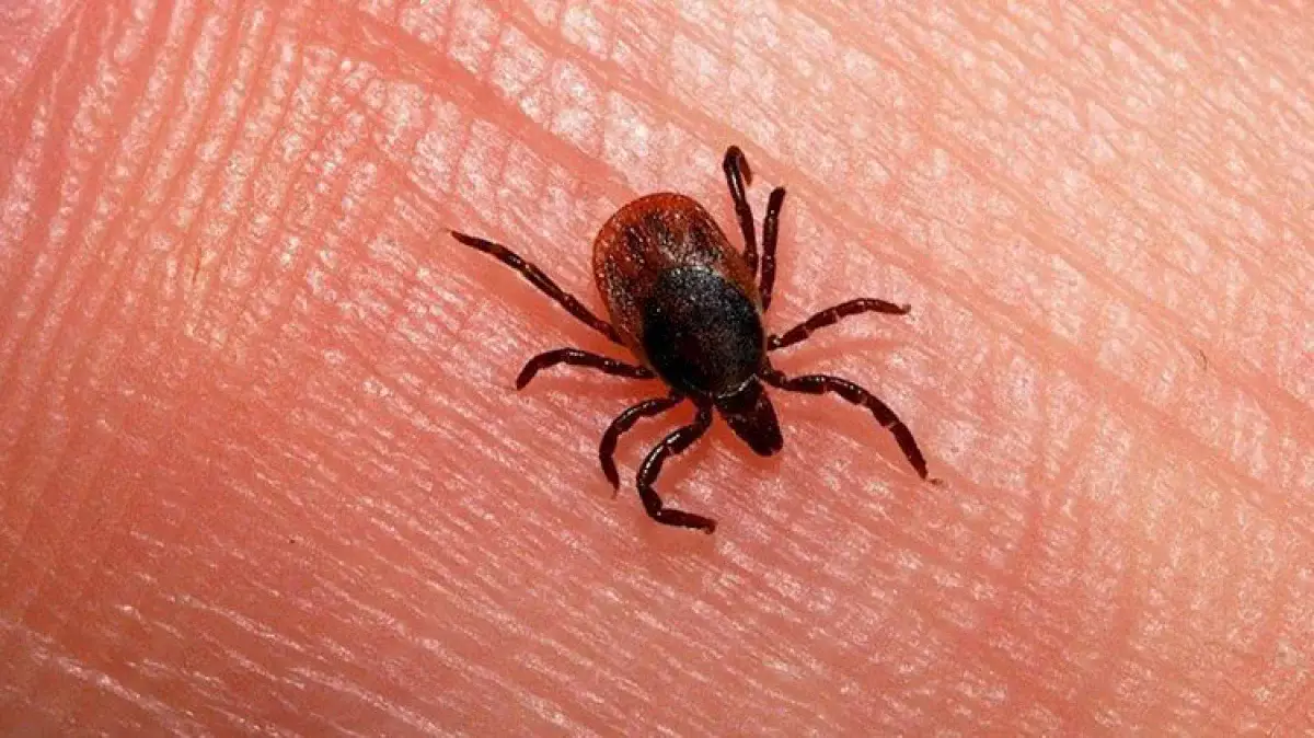 Құтқаруға берілетін 96 сағат: кене шаққанда не істеу керек және Алматыда қайда жүгінуге болады