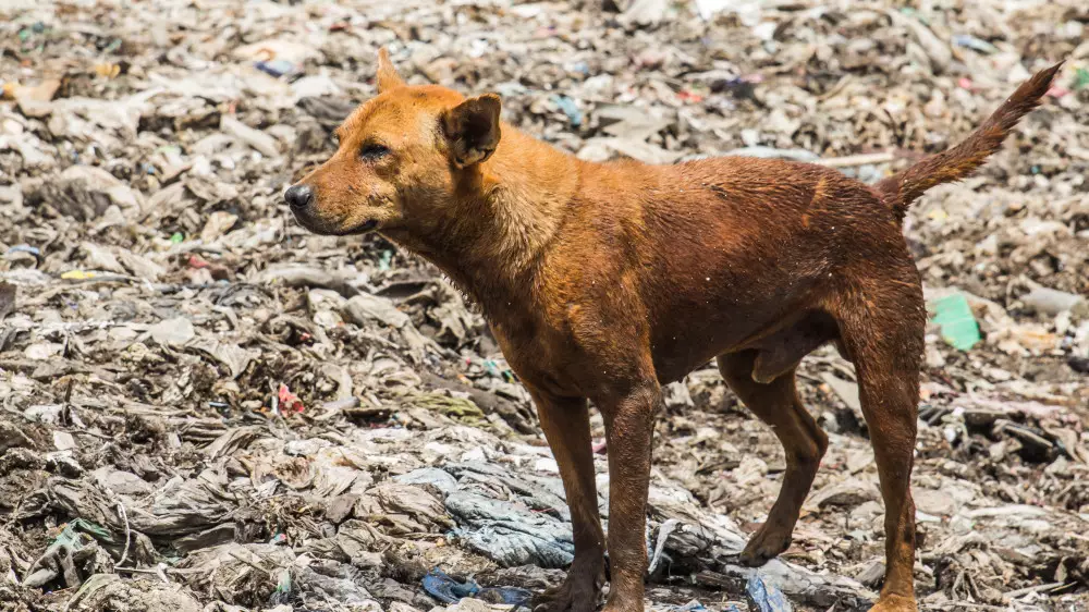 Трупы десятка собак нашли на свалке в Павлодарской области