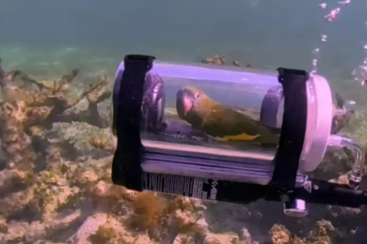 Попугай стал звездой соцсетей после погружения в мини-подводную лодку - новости на Lada.kz 09.04.2026