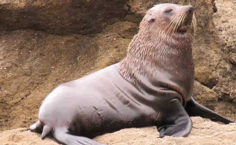 Пингвины и морские котики попали в список видов под угрозой вымирания