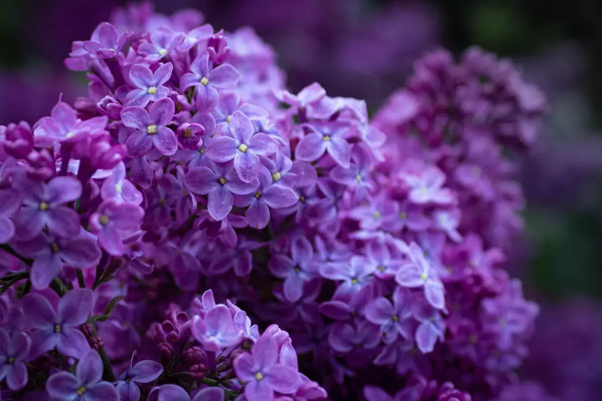 Казахстанцам грозит штраф до 216 тыс. тенге за срыв сирени