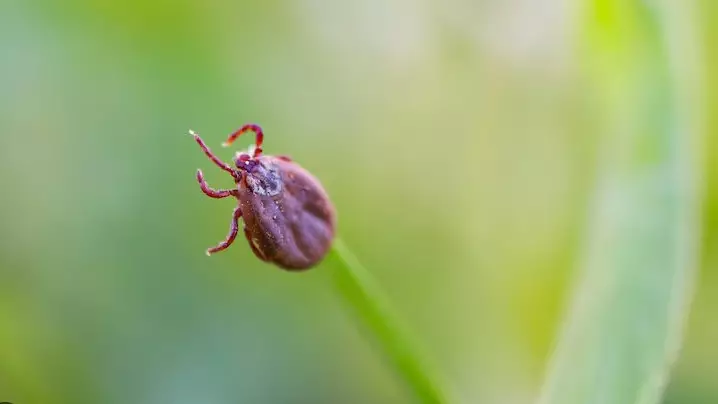 Минздрав предупреждает о другой опасной болезни от клещей