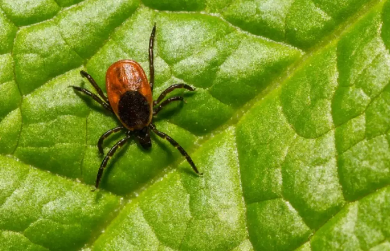 Конго-Крымская лихорадка: простые правила, которые спасают жизнь