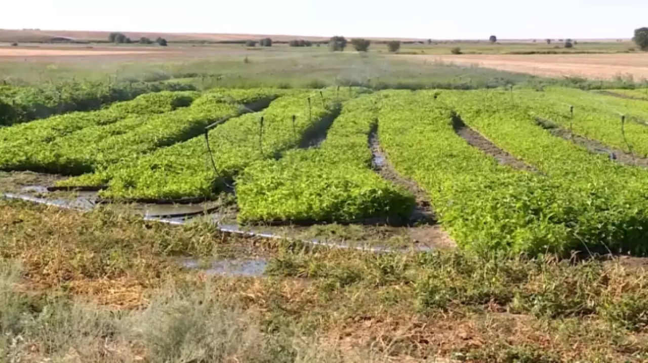 Более 870 млн кубометров воды сэкономили в 2025 году в Казахстане