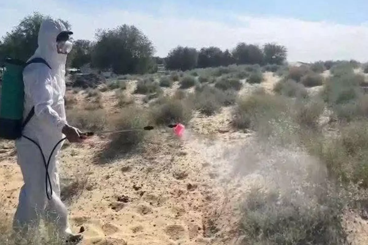 В пяти районах Атырауской области проведут обработку от саранчи