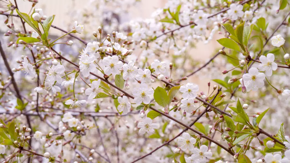 Астана в тумане, Алматы в тепле - прогноз на 11-13 апреля