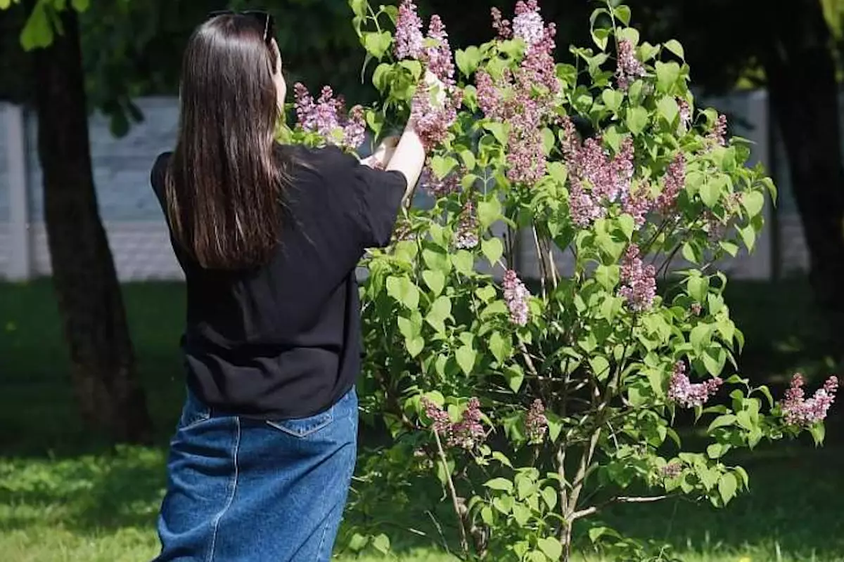 Сорвал сирень — получил штраф: что нужно знать казахстанцам