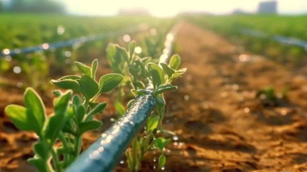 Күріш қысқарып, технология артты: Қазақстан су үнемдеуге бет бұрды