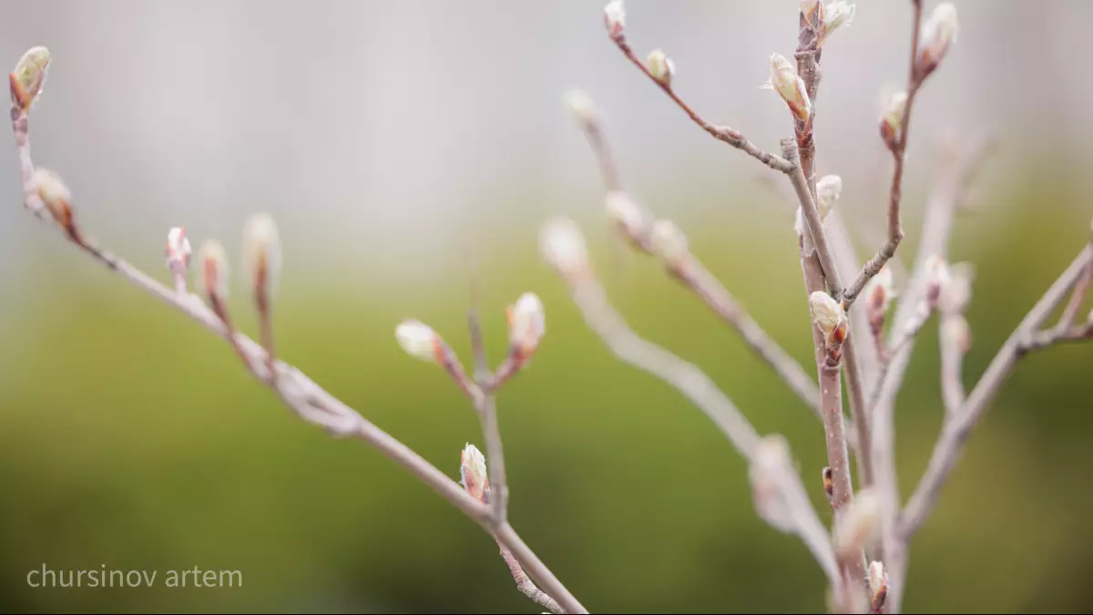 Фоторепортаж: Астанаға көктем кеш келеді