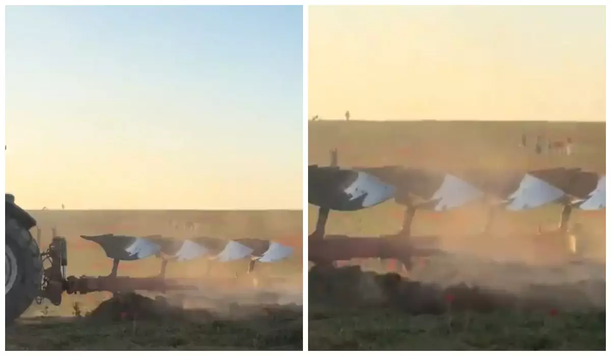 Түркістан облысында Қызыл кітапқа енген қызғалдақтар трактордың астында қалды (видео)