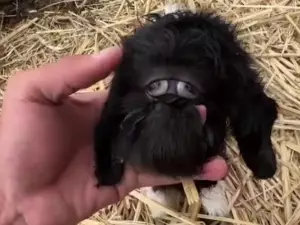 В Казахстане родился козленок с одним глазом.