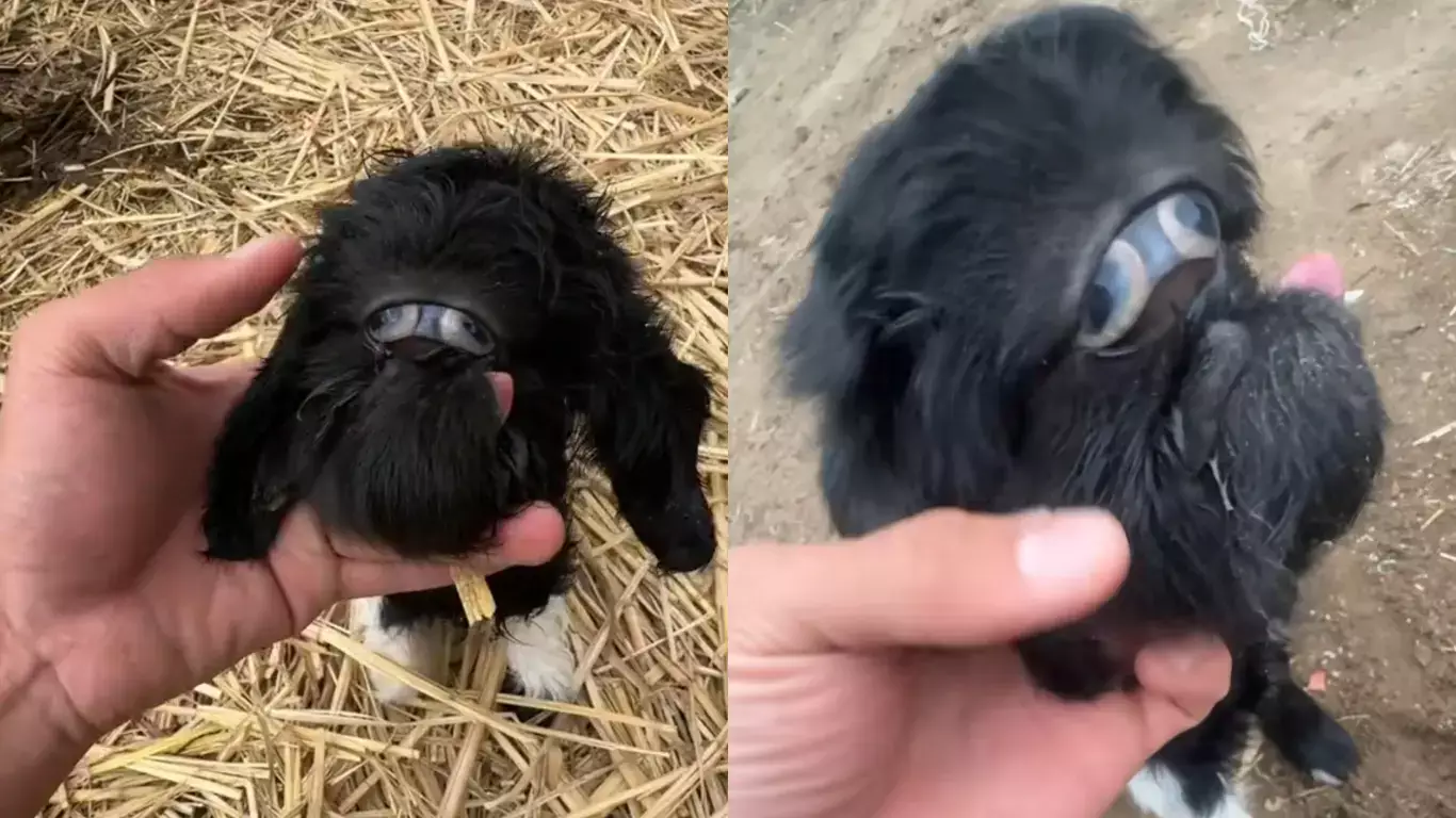Необычное явление в Казахстане: родился одноглазый ребенок.