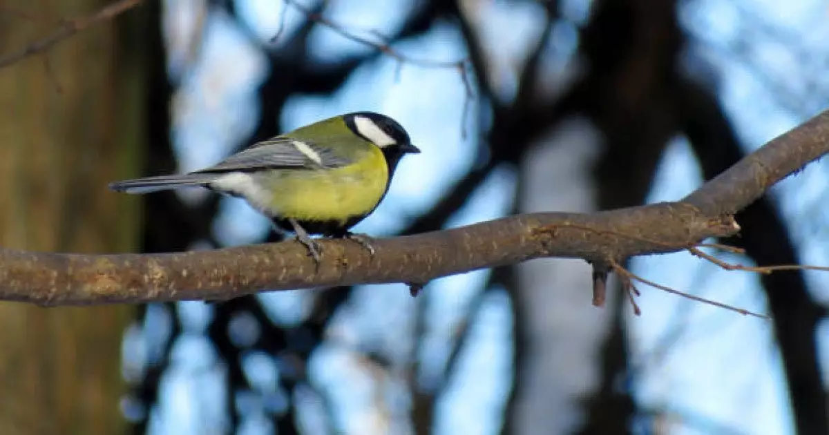 Бүгін ауа райы қандай болады