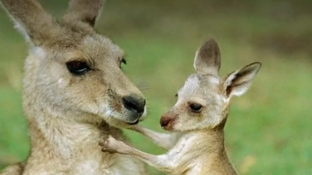 Кенгурёнку из Шымкента выбирают имя: зоопарк обратился к казахстанцам