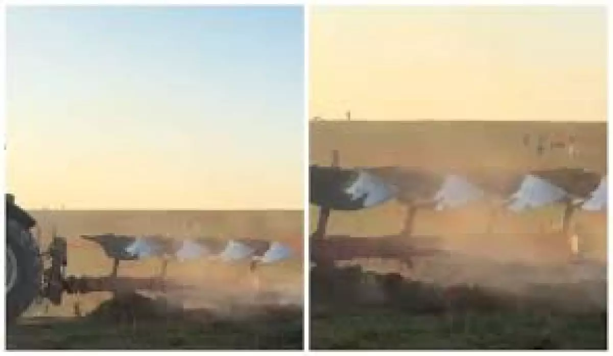 Түркістанда трактор Қызыл кітапқа енген қызғалдақ гүлін таптап жүр