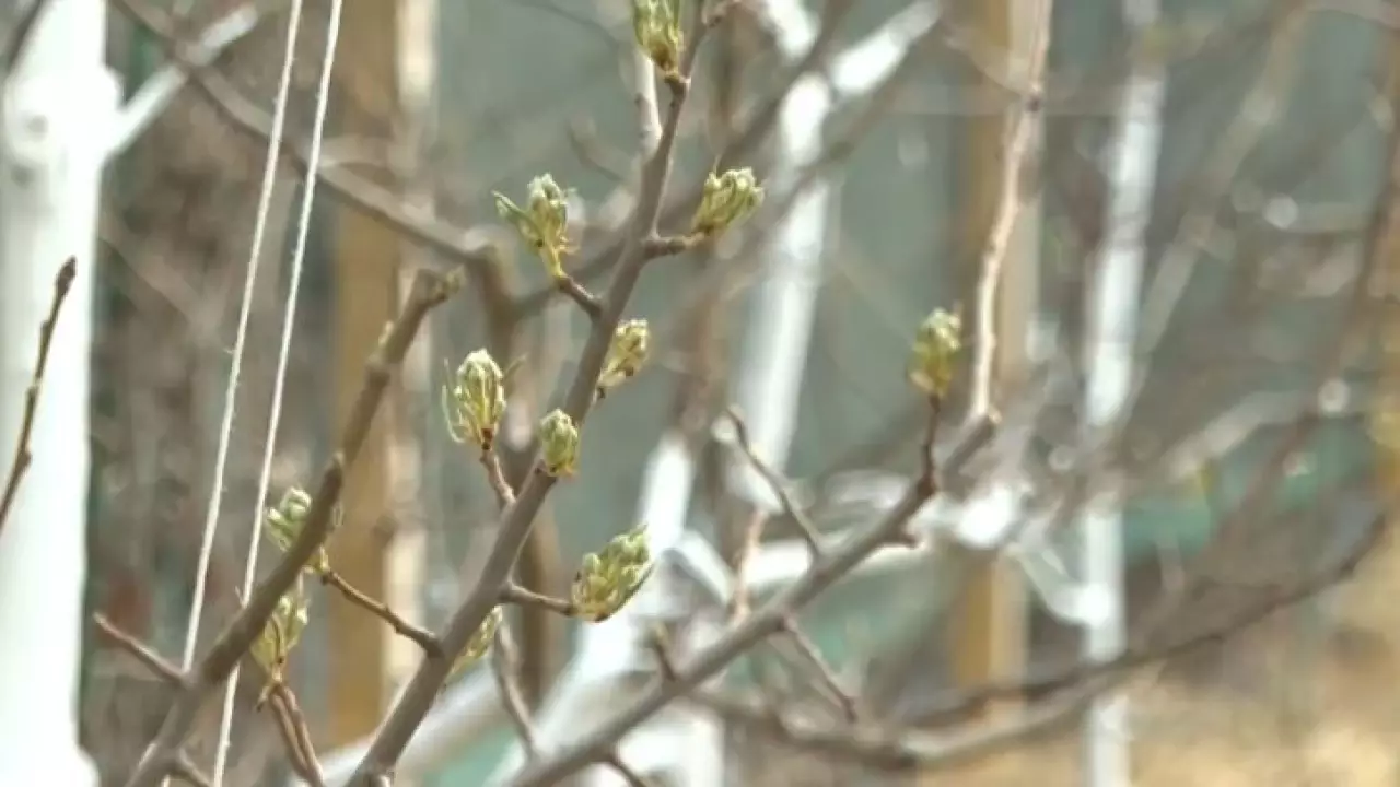 Житель Актобе запускает проект по озеленению города яблонями