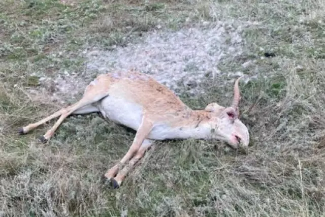 БҚО-да 1600-ден астам өлі киік табылды