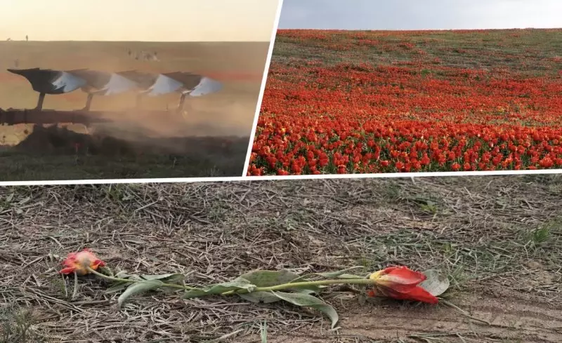 Трактор проехал по краснокнижным тюльпанам в Туркестанской области