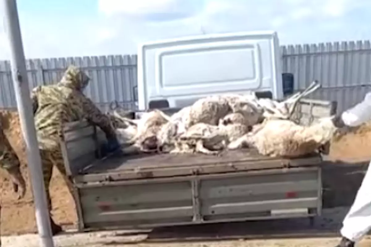 Массовая гибель сайгаков зафиксирована на западе Казахстана