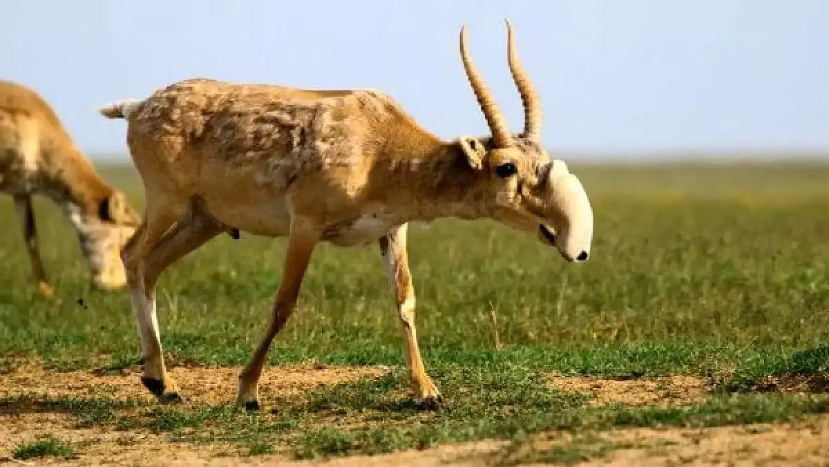 В Казахстане нашли 1600 мертвых сайгаков: выясняется причина гибели животных - новости на Lada.kz 11.04.2026