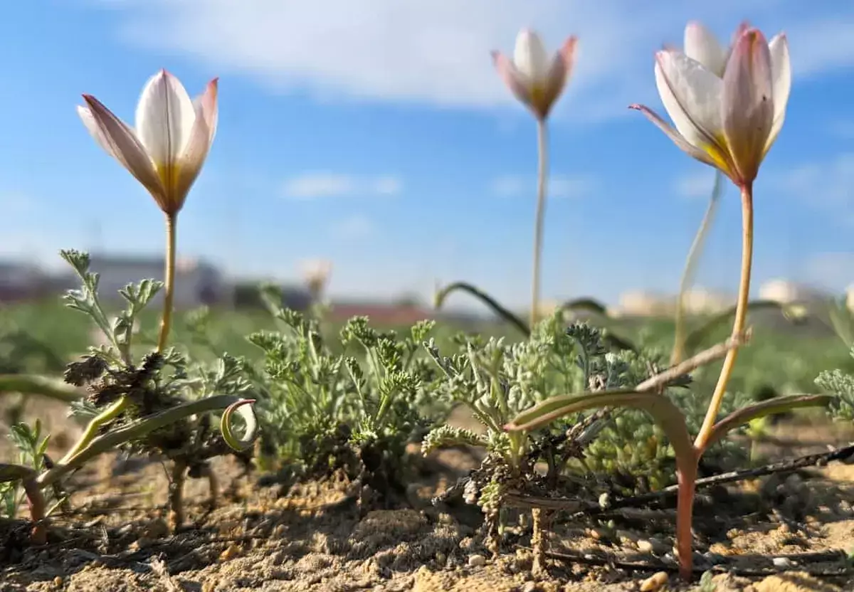 Чудо среди асфальта - в Актау зацвели краснокнижные тюльпаны прямо в черте города - новости на Lada.kz 11.04.2026