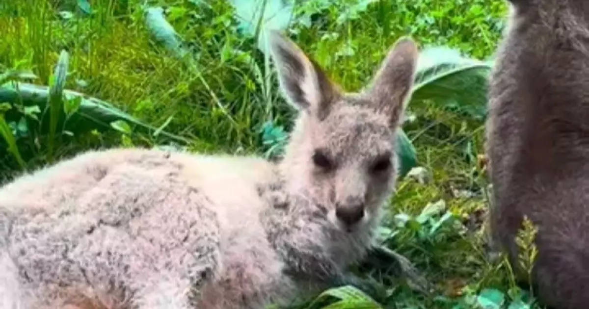  Қазақстандықтар кенгурудың төліне есім ұсына алады 