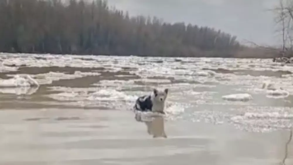 “Счастливчик“ - казахстанские рыбаки спасли собаку со льдины