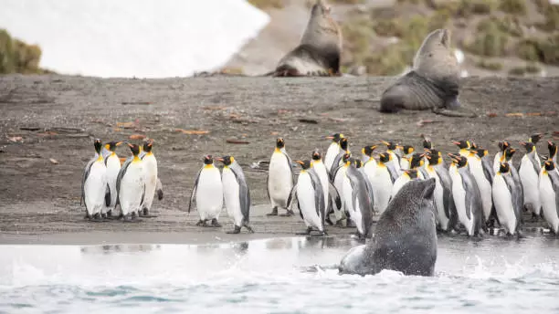 Два вида животных признаны исчезающими в Антарктиде