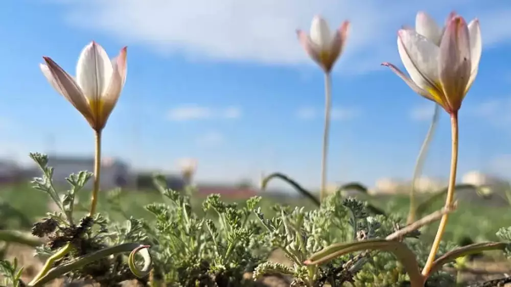 Краснокнижные тюльпаны зацвели прямо среди асфальта в Актау