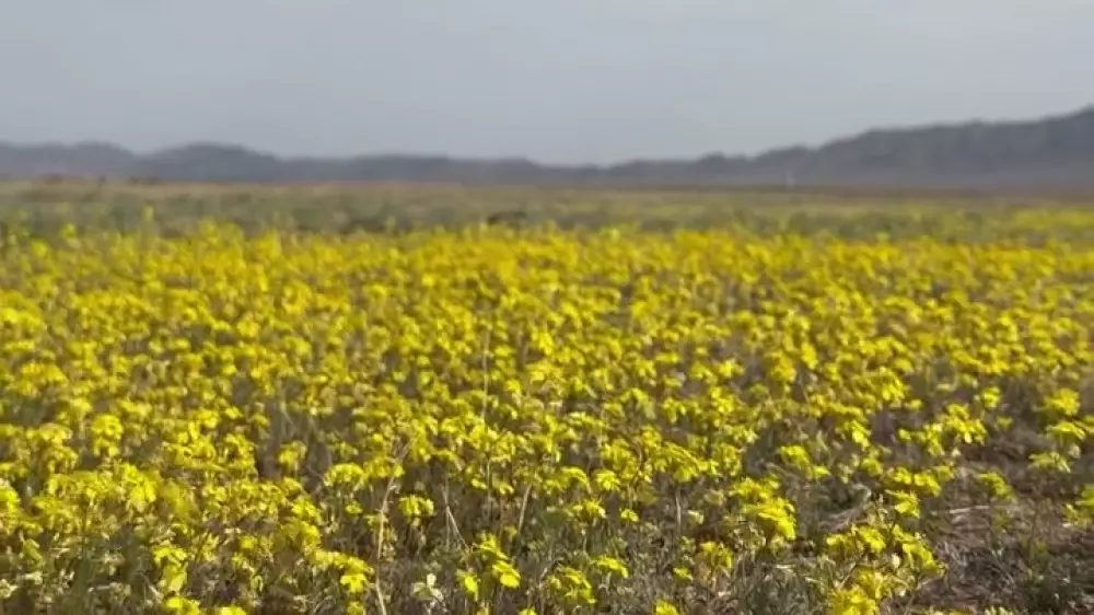 “Жёлтое море цветов“. Новая “инстаграмная“ локация привлекла внимание алматинцев
