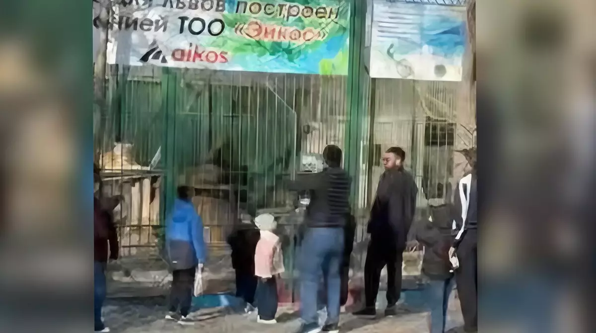 В Семее львов забросали камнями на глазах у детей