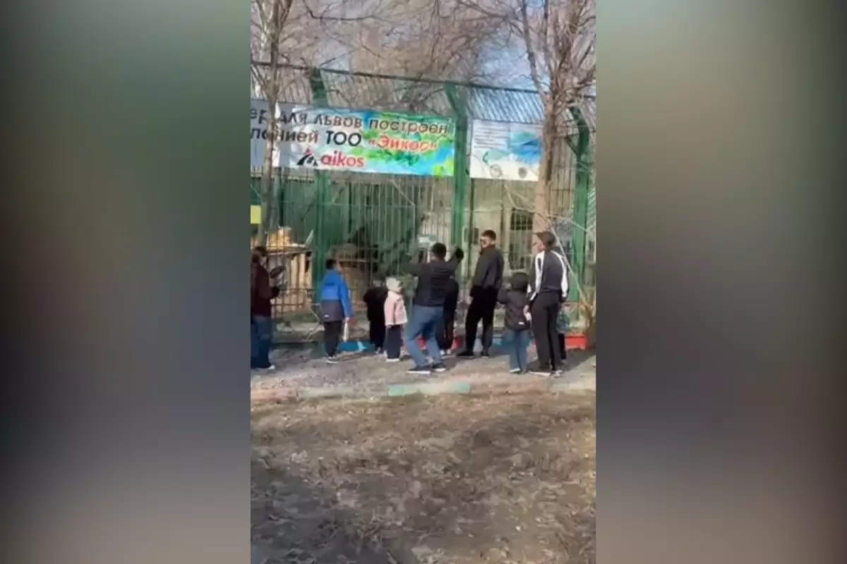 Мужчины закидали львов камнями на глазах у детей в Семее