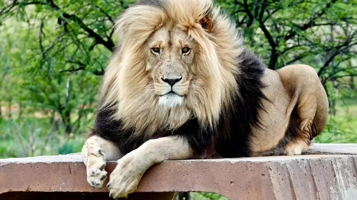 Семейде ер адамдар арыстандарға тас лақтырған: Полиция тексеріс бастады