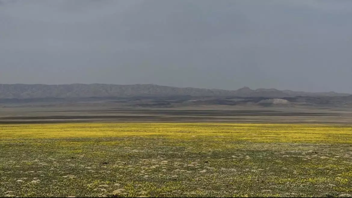 “Сары гүлдер теңізі”: Алматы маңындағы жаңа “инстаграмды” жер пайда болды
