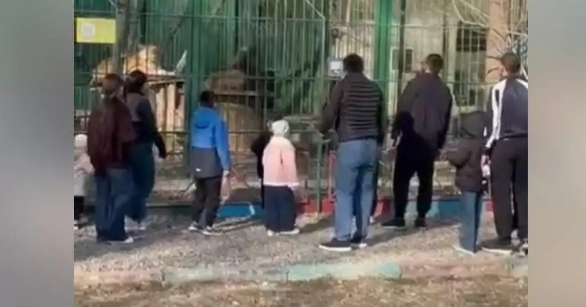  Семейде арыстанға тас лақтырған адамдар іздестіріліп жатыр 