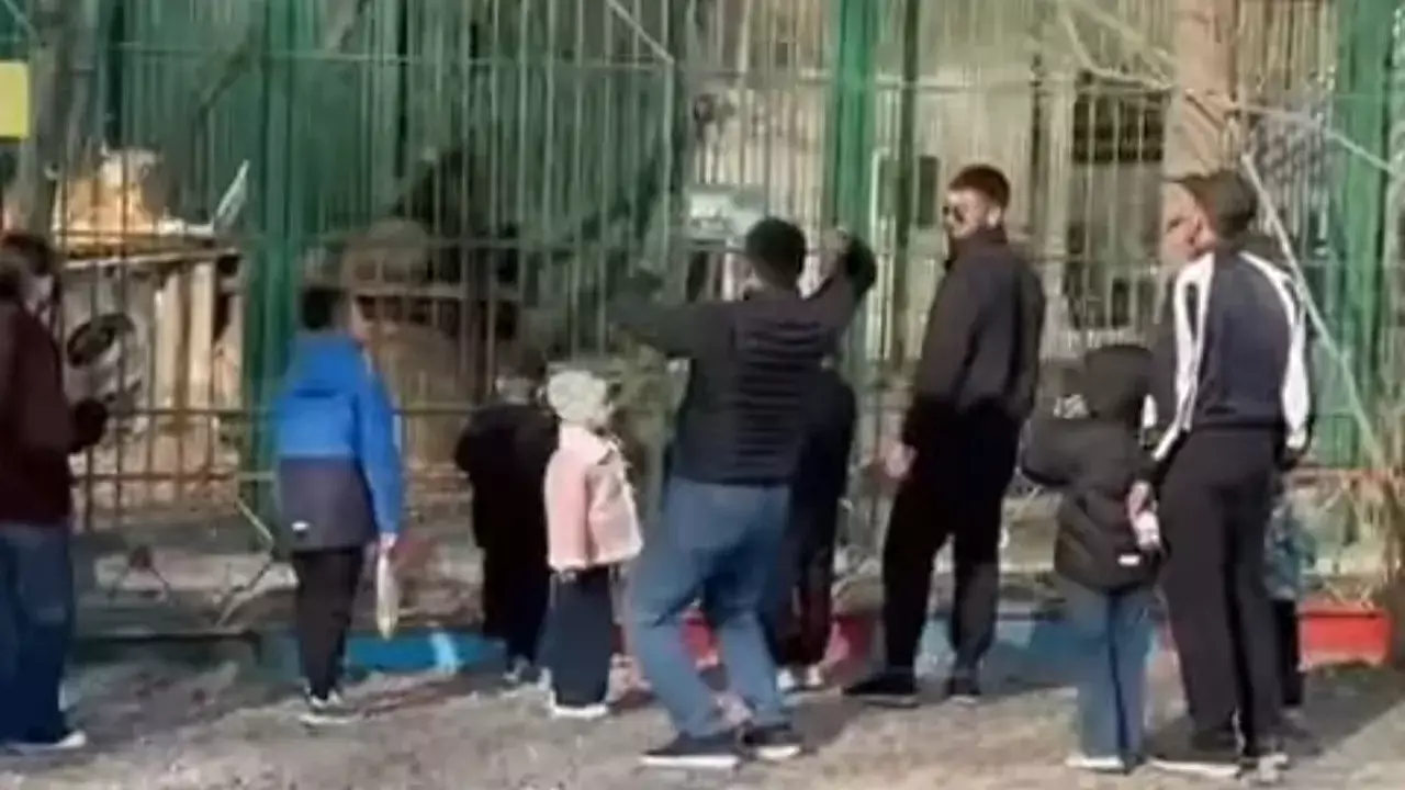 Семейде ер адамдар балалардың көзінше арыстанға тас лақтырды