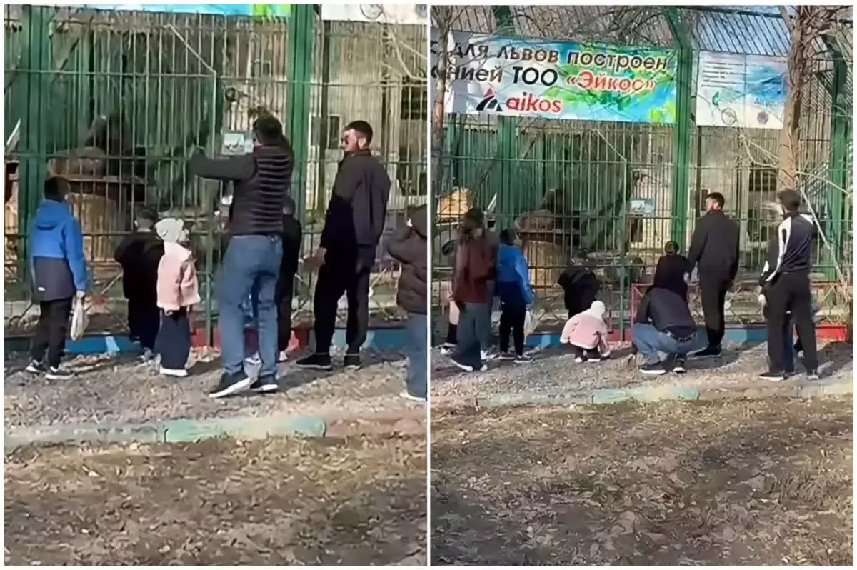 Семейде орталыққа келушілер арыстандарға тас лақтырған: Полиция тексеріс бастады