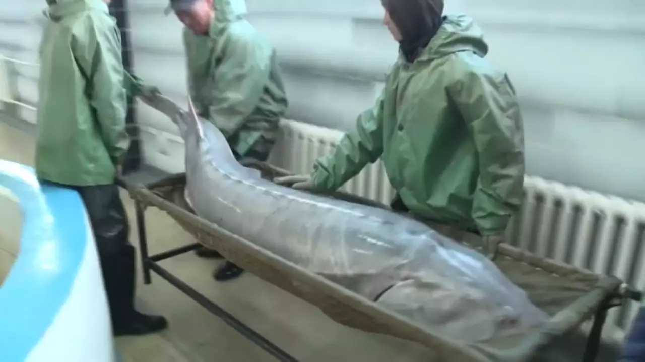 Осетровый рыбоводный завод модернизируют в Атырау