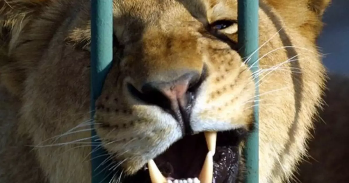  Семейде тұрғындар арыстандарға тас лақтырған: Полиция тексеріс бастады 