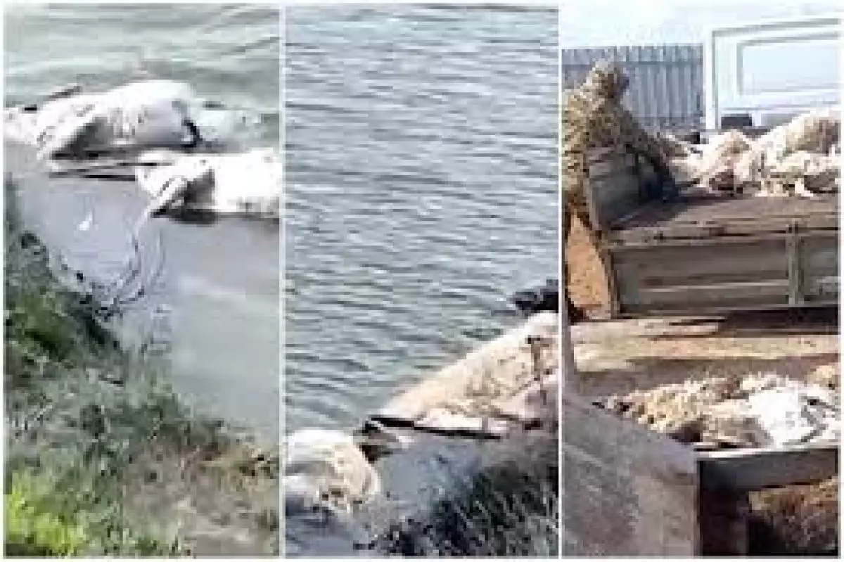 Батыс Қазақстан облысында өзеннен жүздеген ақбөкеннің өлексесі табылды