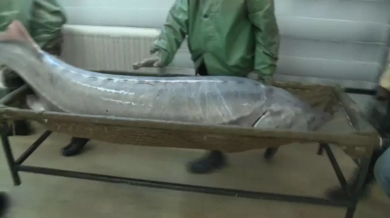 «Жайық-Каспий» бассейнінде бекіре азайып барады