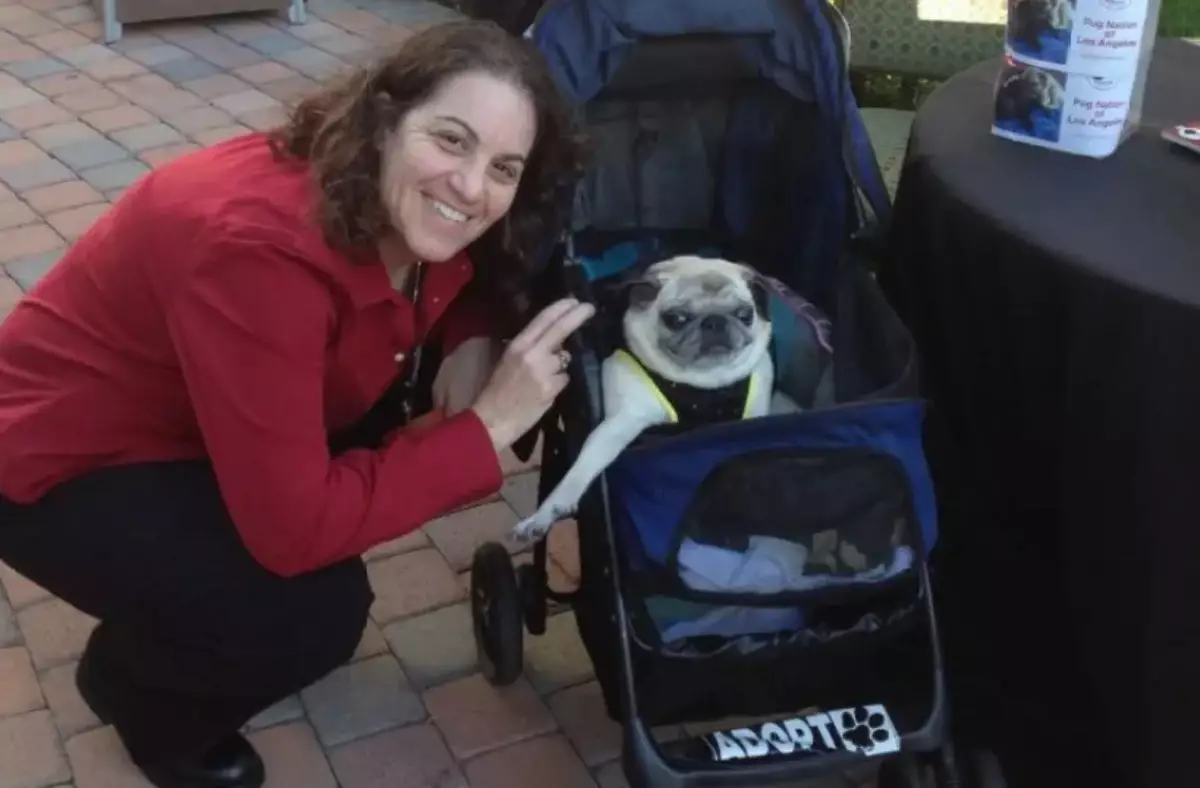 Әйел тұрақты жұмысын тастап, мопстар мен 3700 итке көмектескен